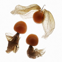 Chinese Lantern, Cape Gooseberry, Physalis.