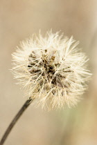 Scabious, Pterocephalus lasiospermus.