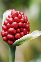 Lordsandladies, Arum macalatum.