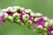 Poke Root, Poke weed, Phytolacca americana.