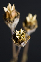 Balloonflower, Platycodon grandiflorus.