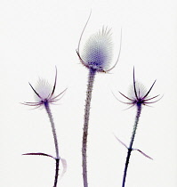 Teasel, Dipsacus fullonum.