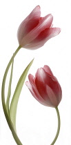 Tulip, Tulipa.