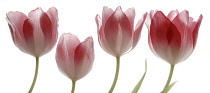 Tulip, Tulipa.