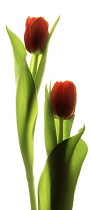 Tulip, Tulipa.