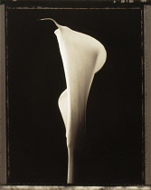 Lily, Arum lily, Calla lily, Zantedeschia.