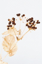PerfoliateAlexanders, Smyrnium perfoliatum.