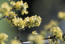 Corneliancherrydogwood, Cornus mas.