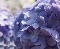 Hydrangea, Hydrangea macrophylla.