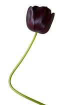 Tulip, Tulipa.