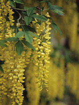 Laburnum.