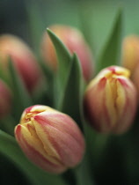 Tulip, Tulipa.