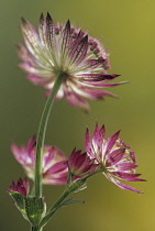 Astrantia, Masterwort, Astrantia major.