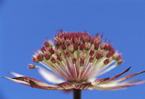 Astrantia, Masterwort, Astrantia major.