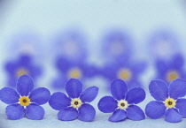 Forget-me-not, Myosotis.
