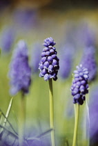 Grape Hyacinth, Muscari.