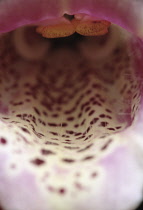 Foxglove, Digitalis.