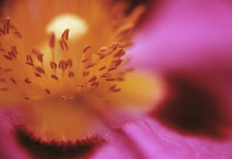 Rockrose, Cistus.