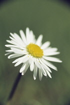 Daisy, Lawn daisy, Bellis perennis.