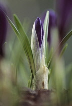 Crocus, Crocus vernus.