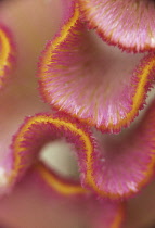 Cock's Comb, Celosia argentea.