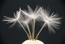 Dandelion clock, Taraxacum officinale.