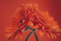 Gerbera.