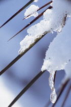 Reeds, Sedge, Phragmites.