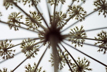 Fennel, Bronze fennel, Foeniculum vulgare 'Purpureum'.