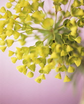 Euphorbia, Spurge, Euphorbia characias.