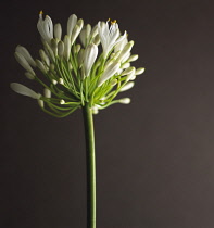 Agapanthus.