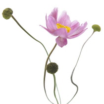 Anemone, Japanese anemone, Anemone japonica.