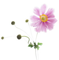 Anemone, Japanese anemone, Anemone japonica.