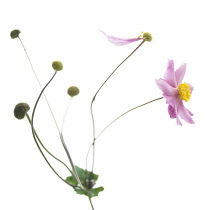 Anemone, Japanese anemone, Anemone japonica.