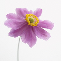 Anemone, Japanese anemone, Anemone japonica.