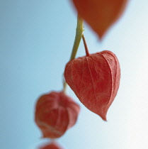 Chinese Lantern, Cape Gooseberry, Physalis.