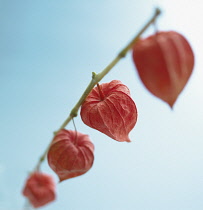 Chinese Lantern, Cape Gooseberry, Physalis.