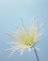 Chrysanthemum.