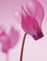 Cyclamen.