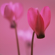 Cyclamen.