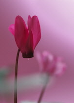 Cyclamen.