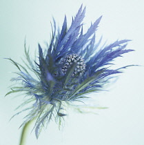 Sea Holly, Eryngium alpinum.