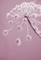 Hogweed, Heracleum sphondylium.