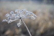 Hogweed, Heracleum sphondylium.