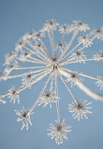 Hogweed, Heracleum sphondylium.