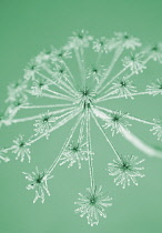 Hogweed, Heracleum sphondylium.