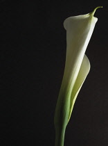 Lily, Arum lily, Calla lily, Arum.