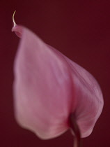 Painter's palette, Anthurium andraeanum.