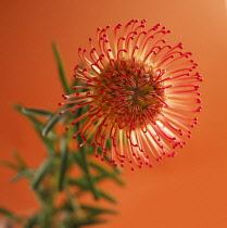 Pincushion, Leucospermum.