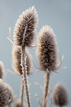 Teasel, Dipsacus fullonum.